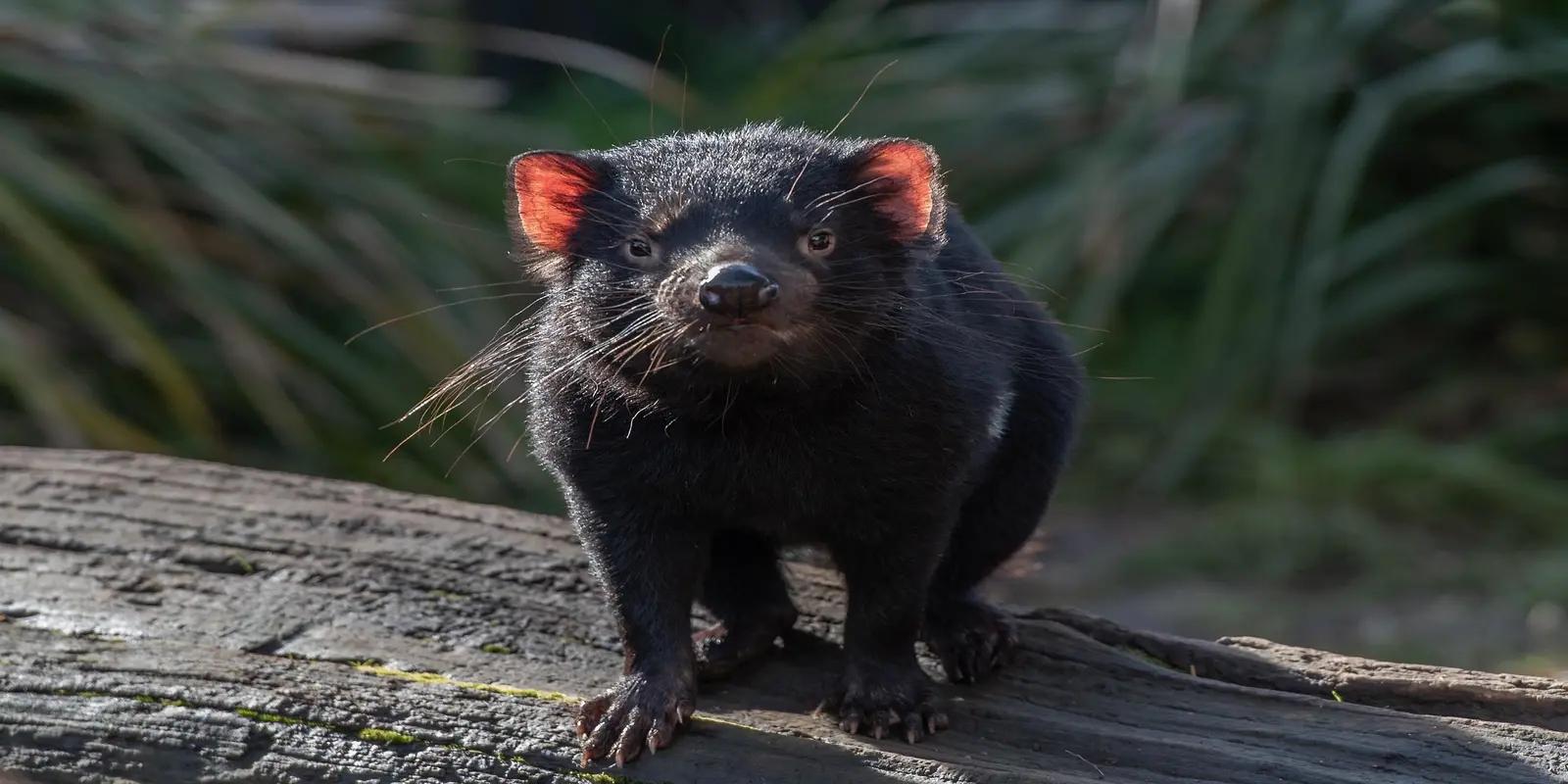 Tasmanian devil standing on a log, featuring its stocky build, dark fur, and red glow in its ears.