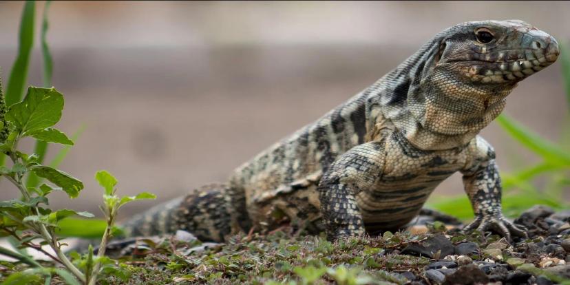 Tegus