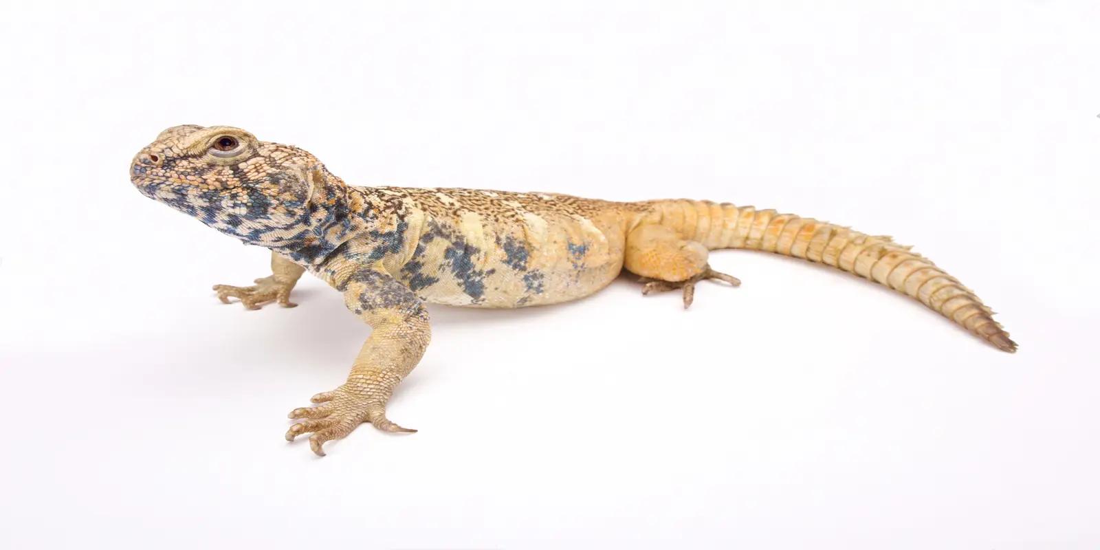 An ocellated uromastyx lizard standing on a plain white surface. The medium-sized lizard has a flattened, tan body with irregular dark blotches or eye-like spots. Its tail is short, thick, and spiny with distinct rings.