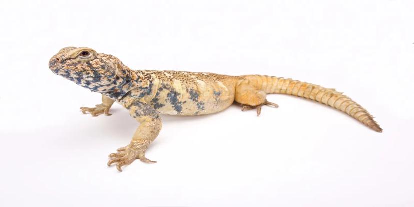 Uromastyx
