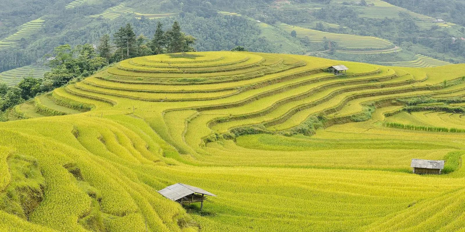 Lush green and yellow rice terraces on rolling hills in Vietnam with small wooden huts and forested mountains in the background.
