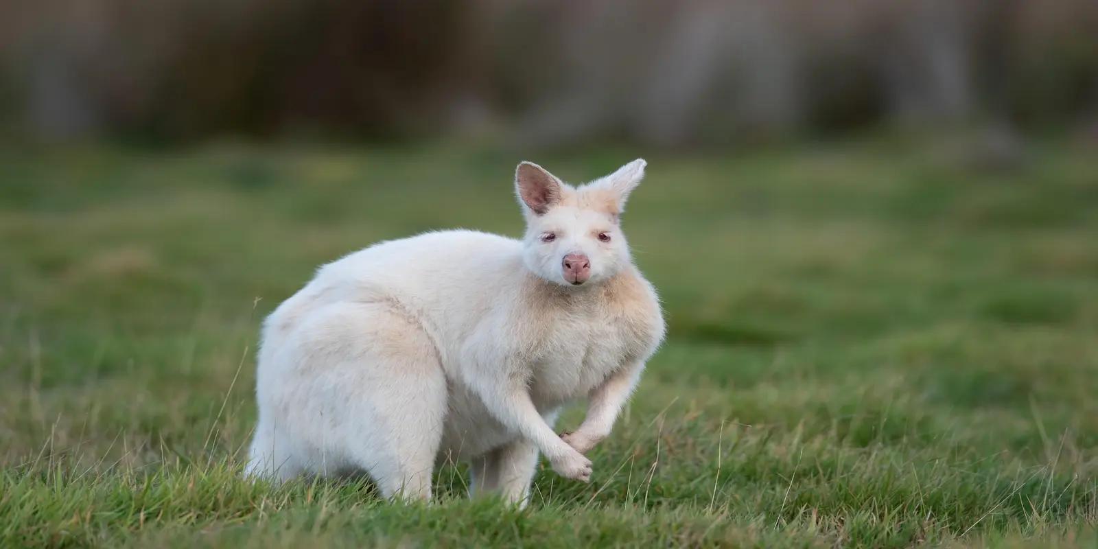 Albino Bennett's wallaby standing in a grassy field, featuring its white fur and pinkish nose and eyes.
