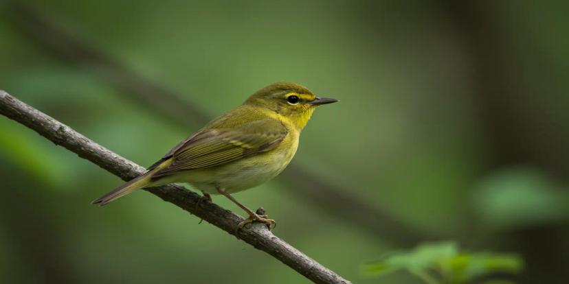 Warblers