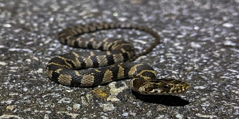 Water Snakes