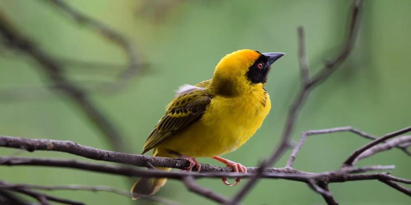 Weaver Birds