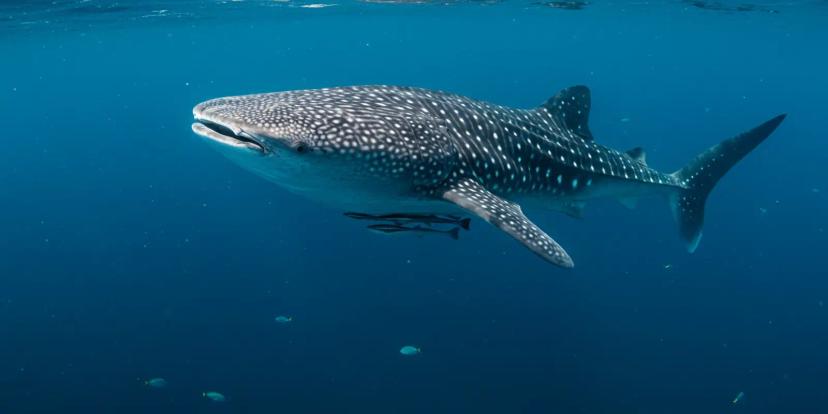 Whale Sharks
