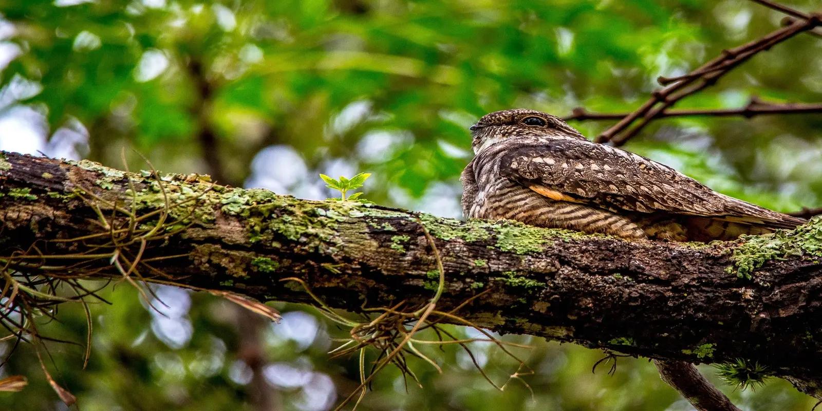 Whip-poor-will perched on a mossy branch. The bird has highly camouflaged plumage with mottled brown, grey, and black patterns. It is lying lengthwise along the branch, blending in with the bark and moss.