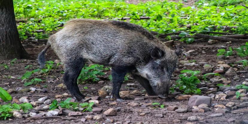 Wild Boars