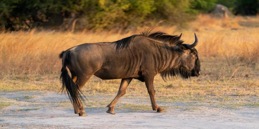 Wildebeests