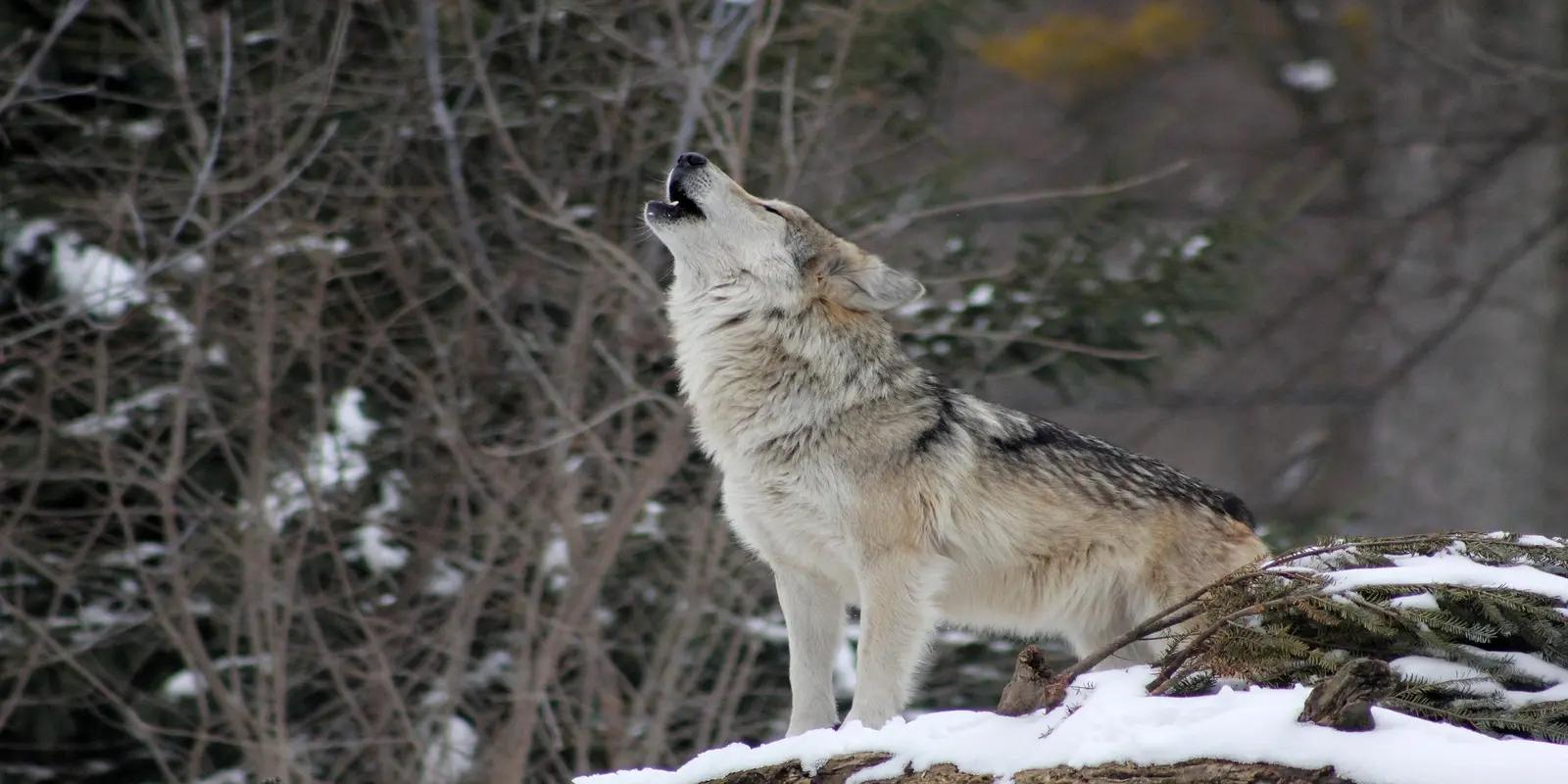 Gray wolf howling in a snowy environment, featuring its robust build, thick fur, and raised head.