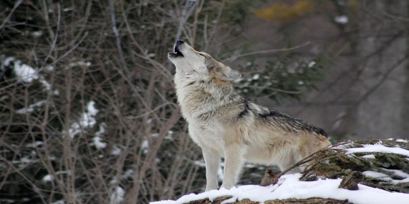 Wolves