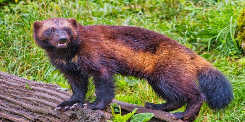 Wolverines