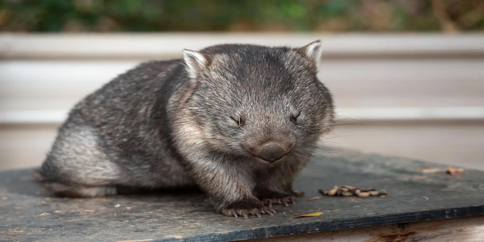 Common wombat sitting on a wooden surface, featuring its robust build, short tail, and bare nose.