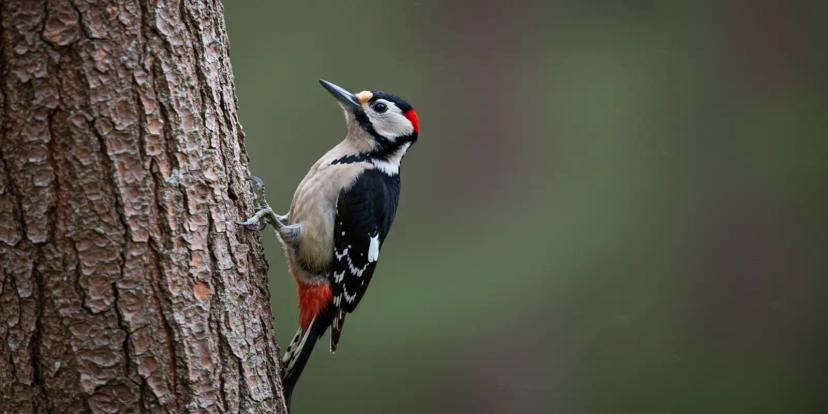 Woodpeckers