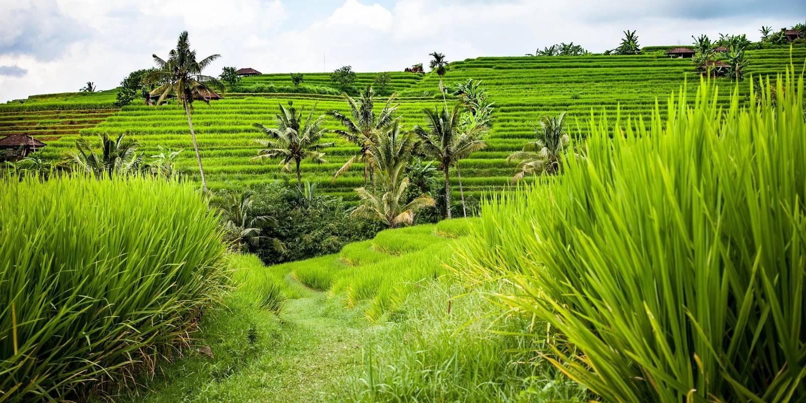 Bali Rice Terraces (Indonesia)