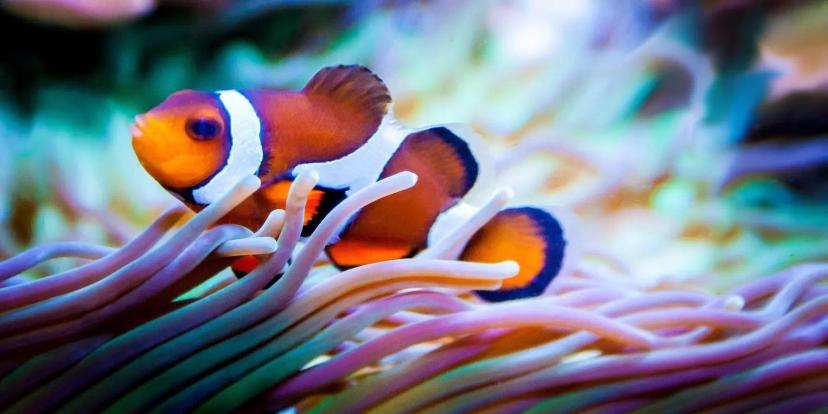 Clownfish (Anemonefish)