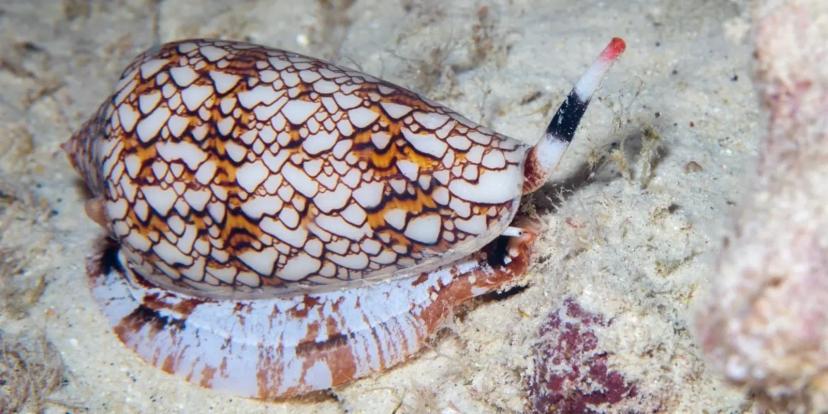 Cone Snails