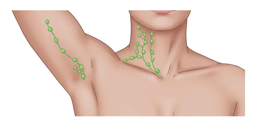 Lymph Nodes