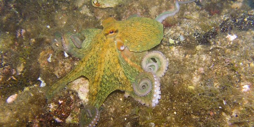 Octopuses