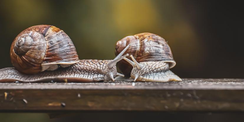 Snails