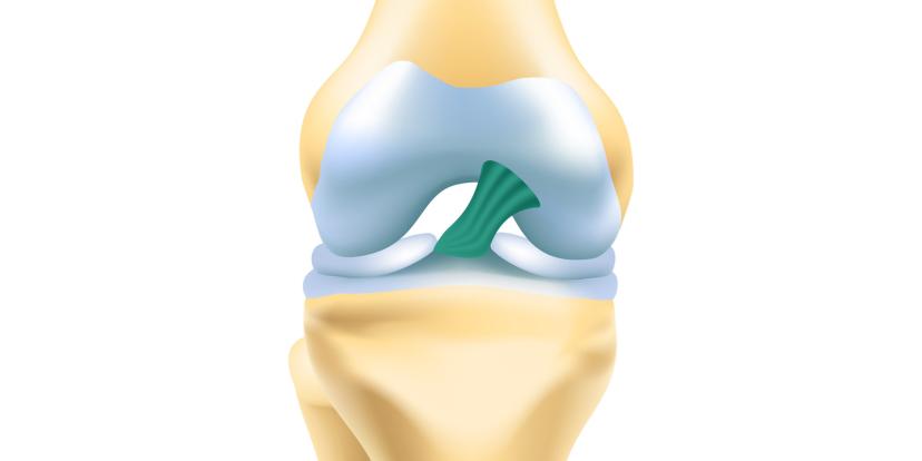 Ligaments