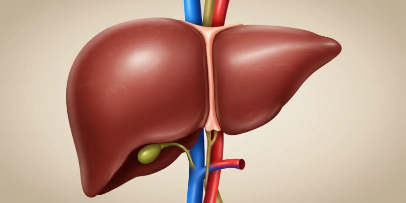 Liver