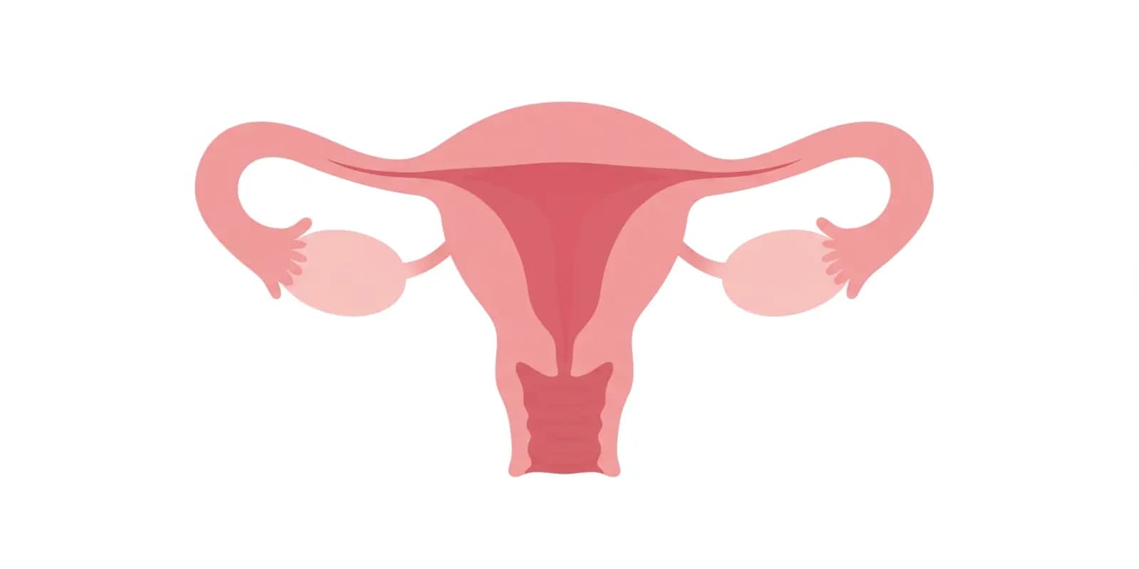 Illustration of the female reproductive system showing uterus, fallopian tubes, and ovaries.