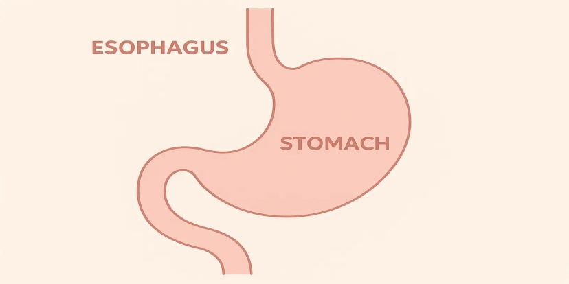 Stomach
