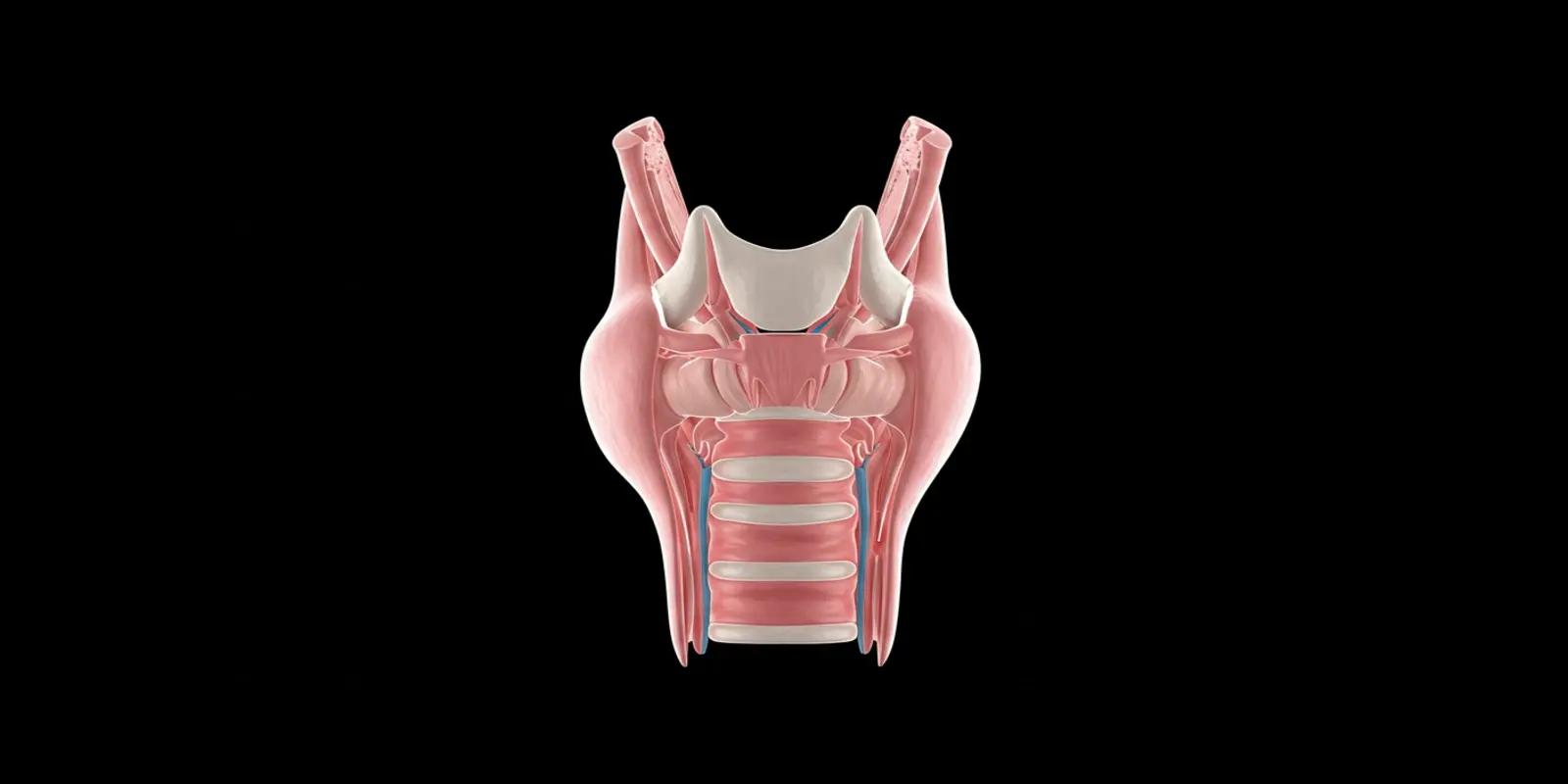 An illustration showing the structure of the larynx (voice box), including the vocal cords.