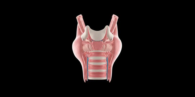 Voice Box (Larynx)