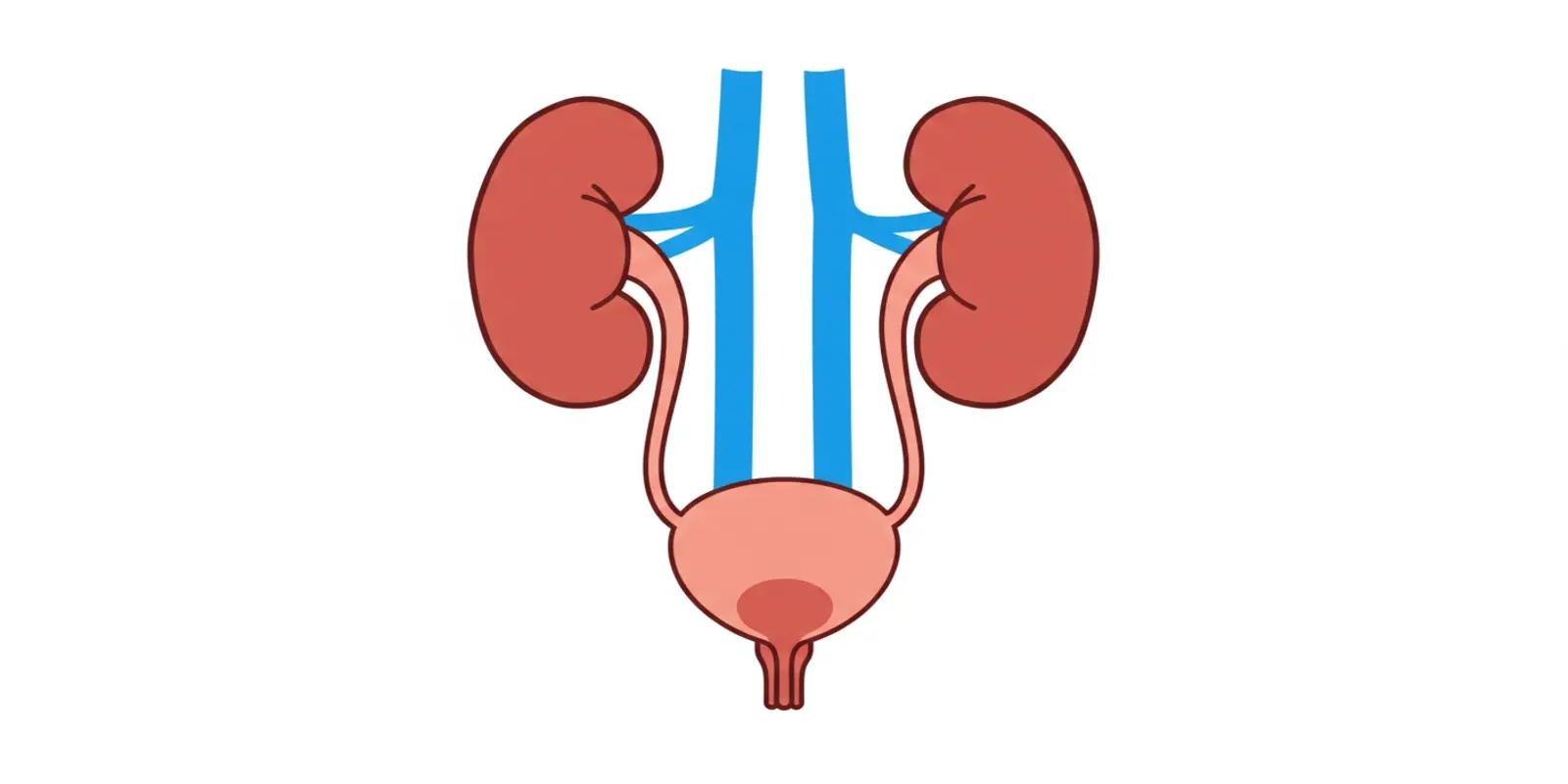 A diagram illustrating the human urinary system, including the kidneys, ureters, bladder, and urethra.