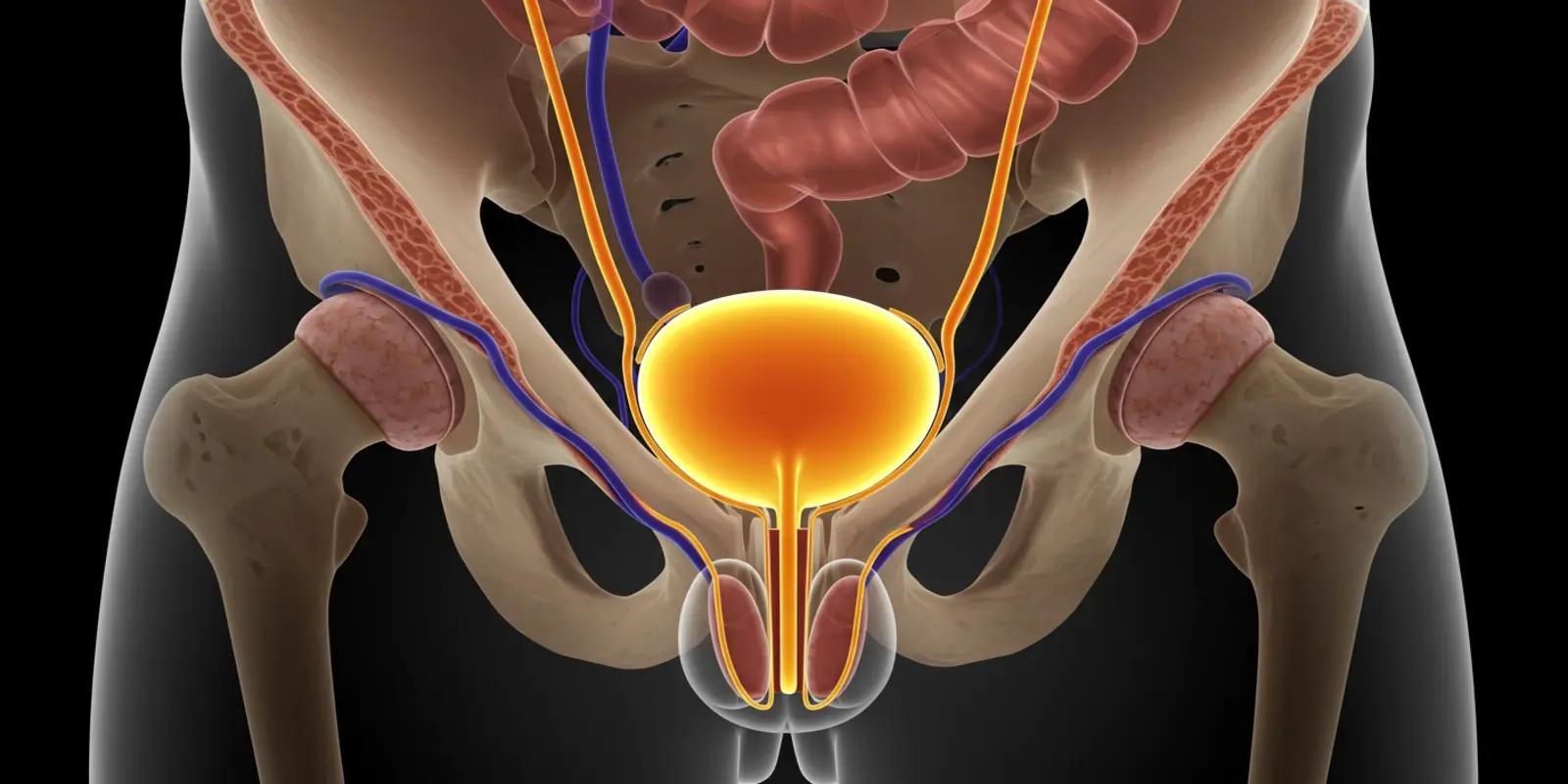 A diagram highlighting the urethra as the pathway for urine to leave the body.