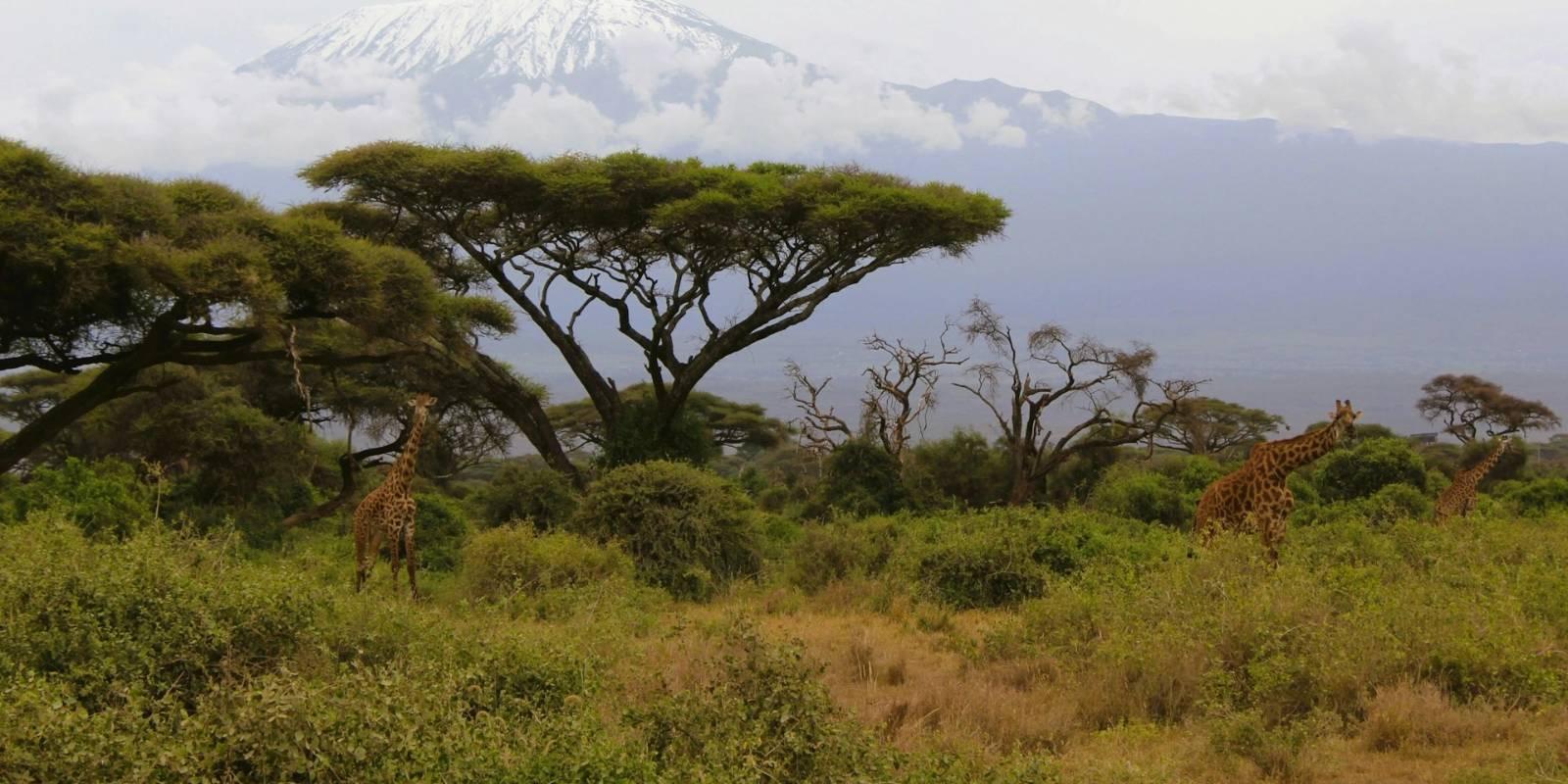 Kilimanjaro National Park (Tanzania)