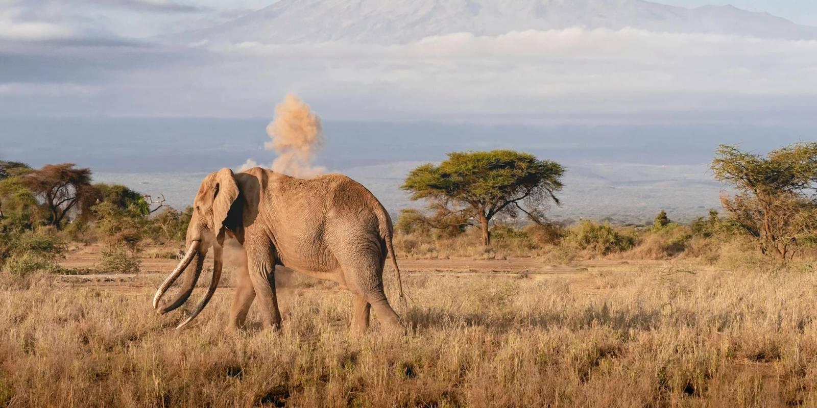 Mount Kilimanjaro (Tanzania)