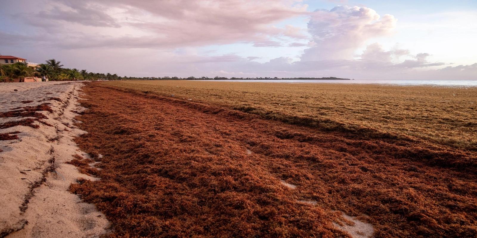 Sargassum seaweed washed up on a sandy beach in Belize at dusk, highlighting a coastal scene.