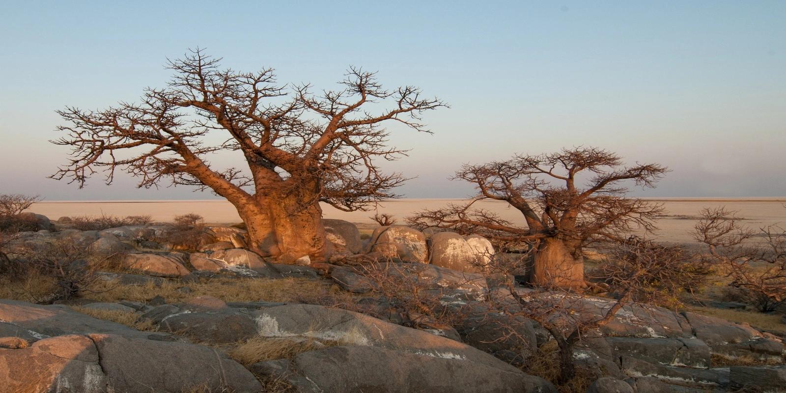 Distinctive Baobab trees on Kubu Island, Botswana, standing starkly against a pale sunset sky over a rocky landscape.