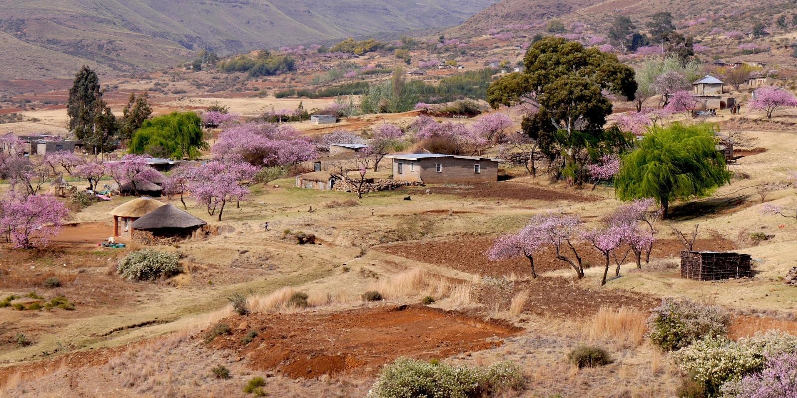 Rural landscape in Lesotho with scattered traditional houses, cultivated fields, and trees with pink blossoms under a partly cloudy sky.