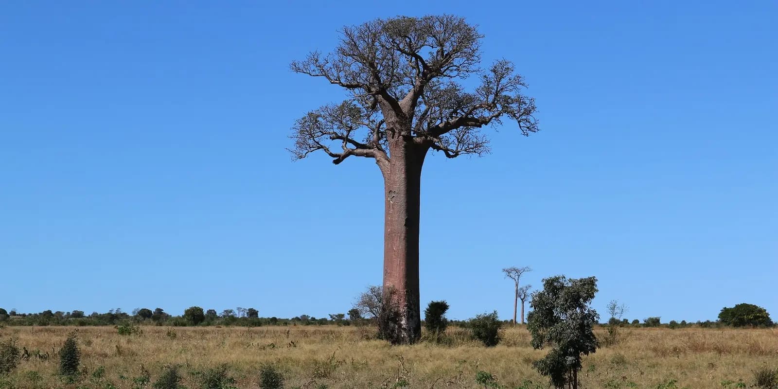 A striking baobab tree stands tall in a dry, grassy landscape under a clear blue sky in Madagascar, showcasing its unique, thick trunk and sparse branches.