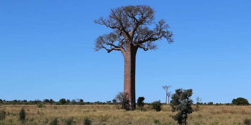 Madagascar
