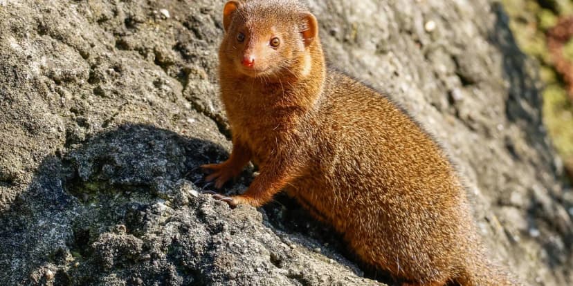 Mongooses