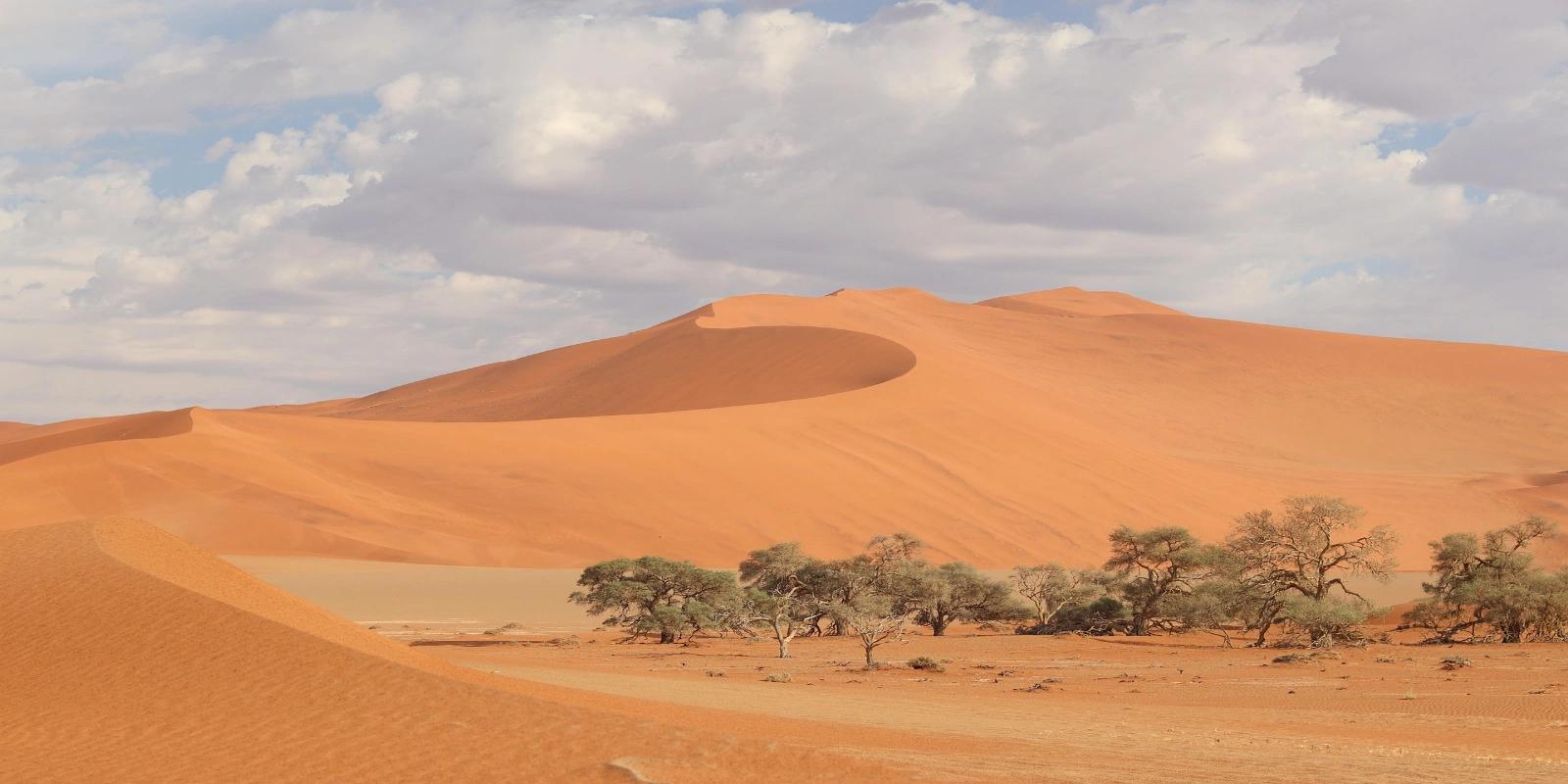 Towering red sand dunes of Sossusvlei in the Namib Desert, Namibia, with scattered trees in the foreground under a cloudy sky.