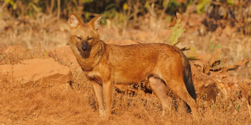 Dholes