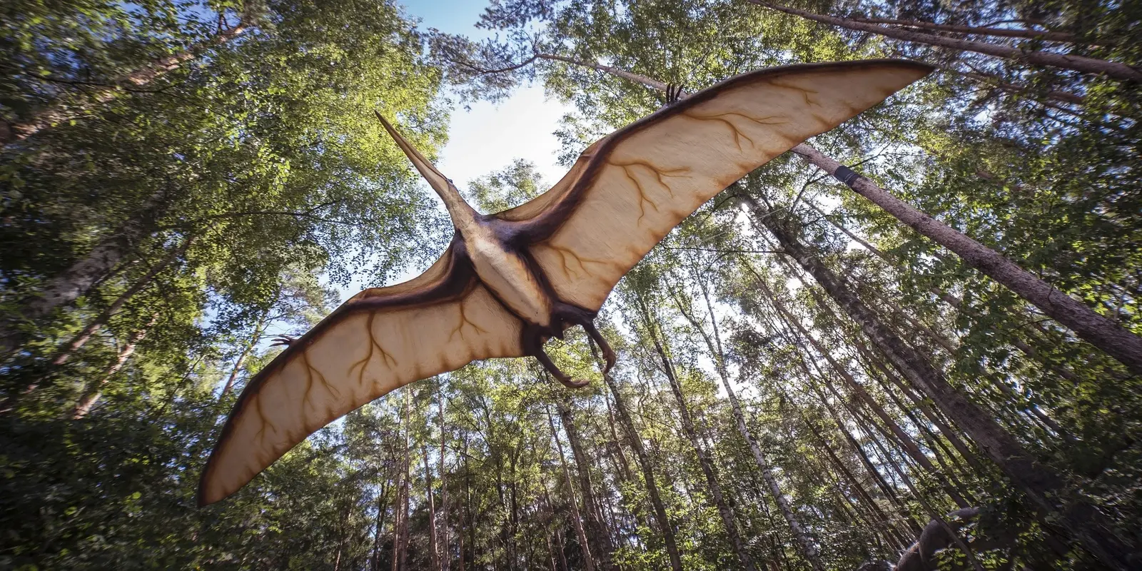 Pterosaur model with translucent wings flying beneath tall forest trees with sunlight filtering through.