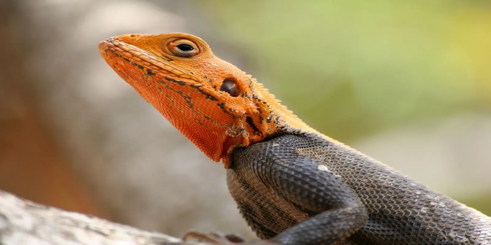 Close-up of orange-headed agama lizard with dark body showing detailed scales and eye.