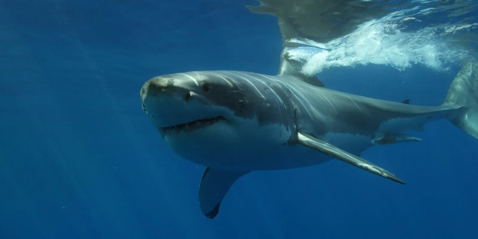 Great white shark swimming in deep blue ocean water with sunlight filtering from above.