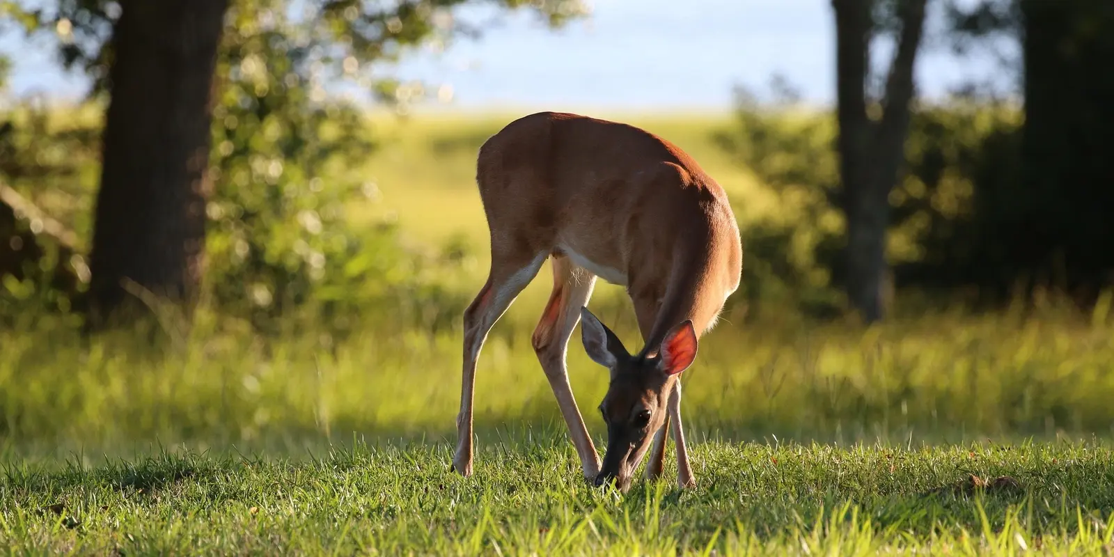 A deer grazing in a sunlit grassy field in North Carolina, with trees and a blurred natural background.