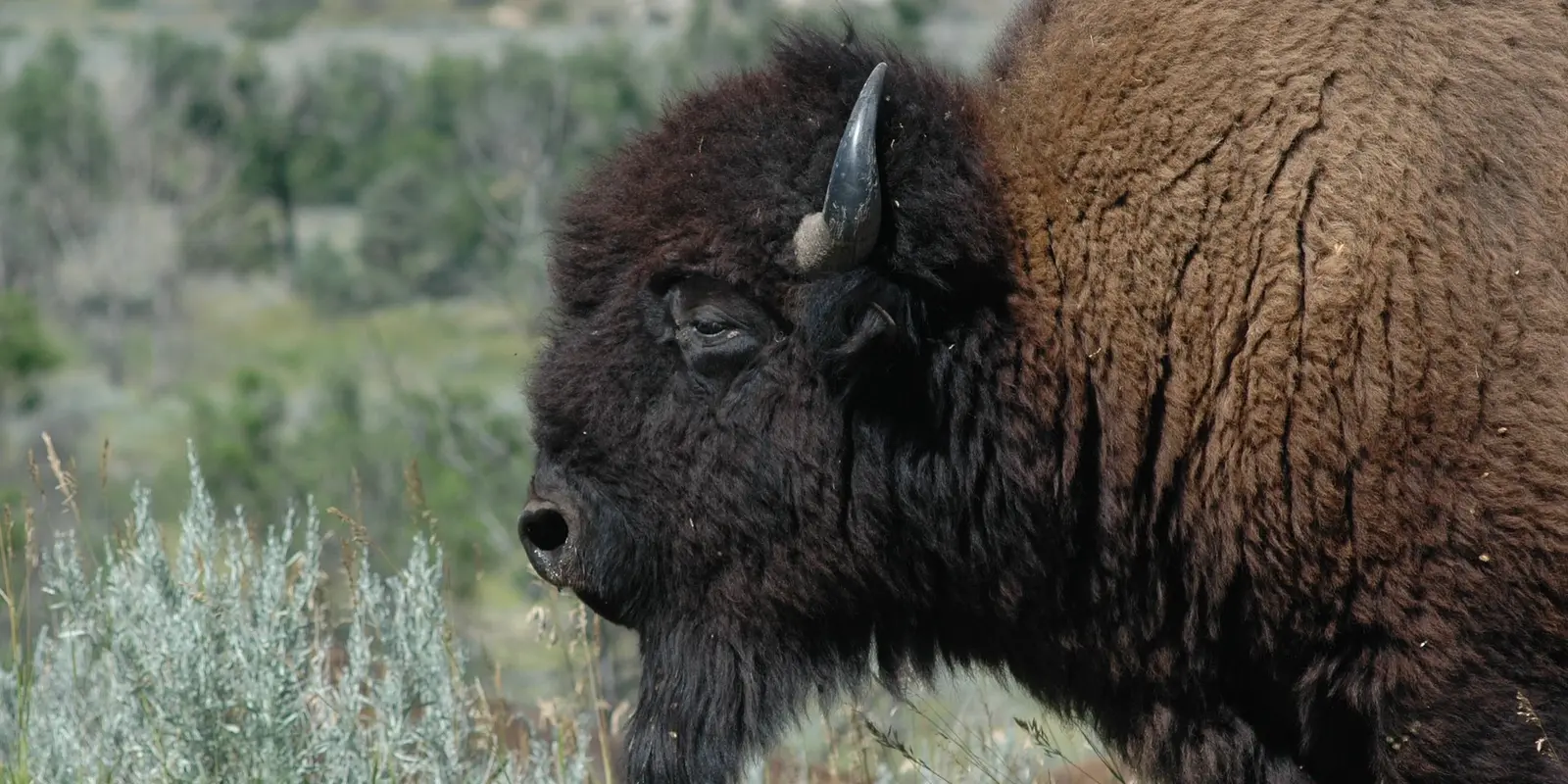 A close-up of an American bison in North Dakota, showcasing its thick brown fur and curved horn, with a blurred natural prairie landscape in the background.